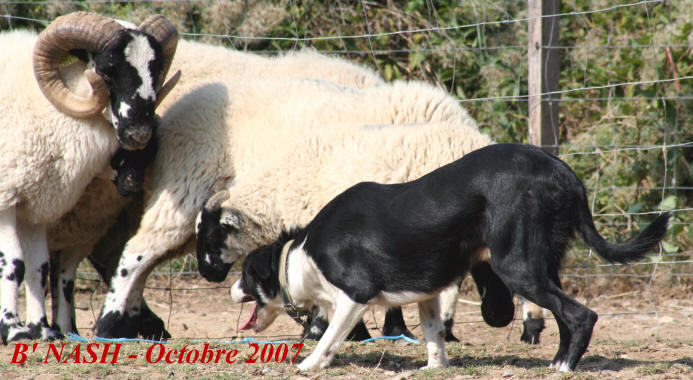 Entrainement de Border collie.