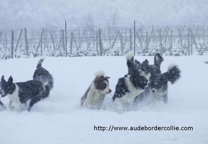 Border collie Occitanie