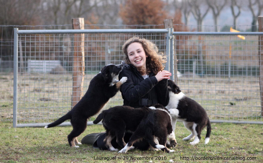 Border collie dans l'Aude