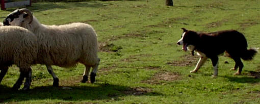 Border collie dans l'ain