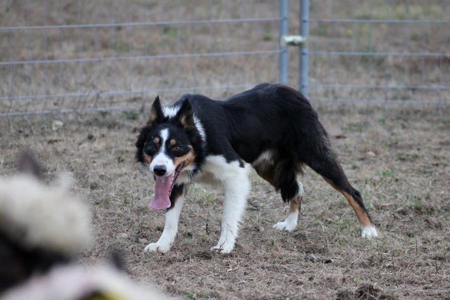 Photo Border collie tricolore