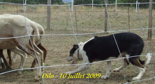 border collie dressage, border collie levage, border collie pension canine.