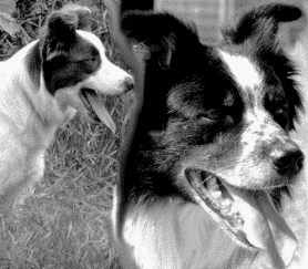 Elevage de Border collie dans l'Aude.