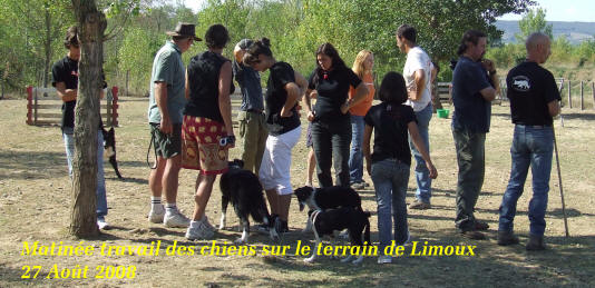  border collie et chiens de berger dans l'aude