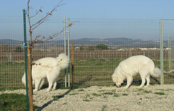 aude pension canine