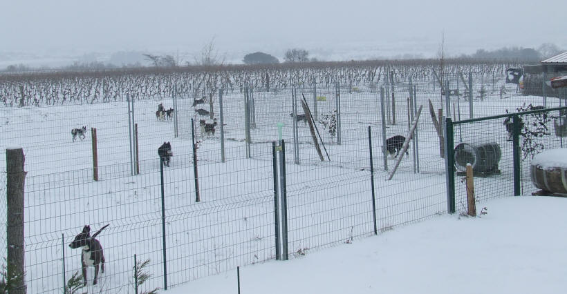 pension canine dans l'aude, refuge pour chiens