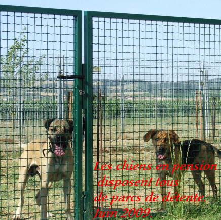 Pension canine lauraguel dans l'aude