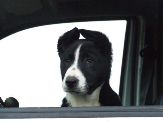 Elevage de Border collie