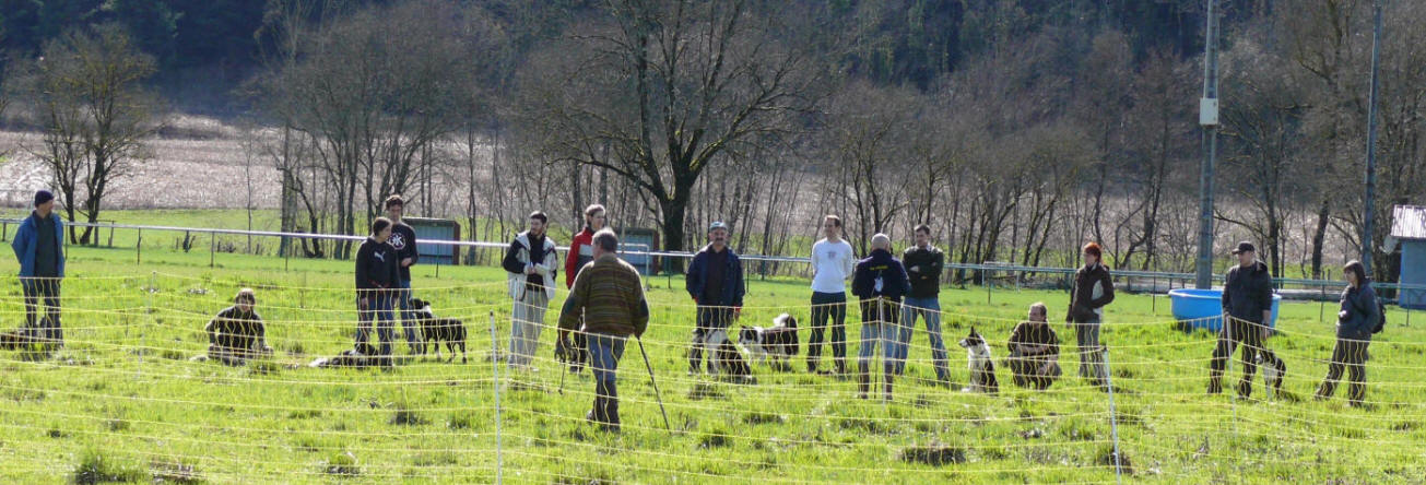 Dressage de chiens