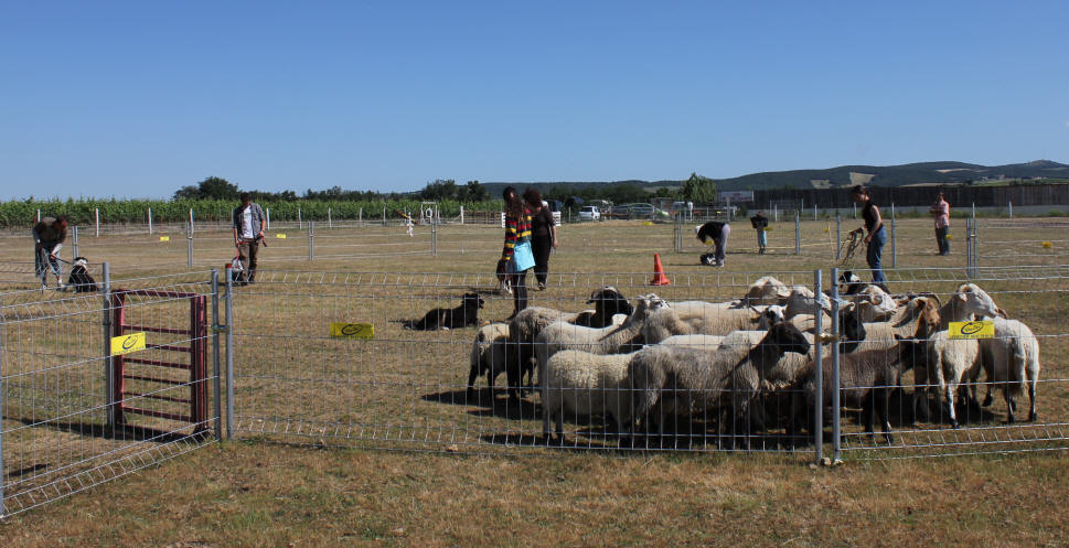 Entrainement de Border collie