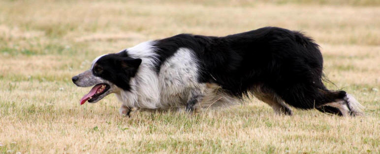 Border collie tricolore  vendre