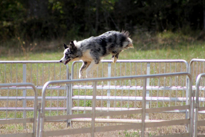 Border collie en Occitanie.