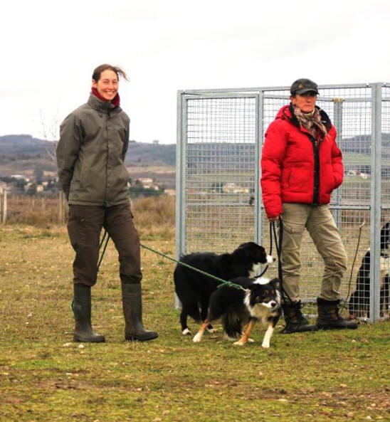 Border collie en Dordogne.