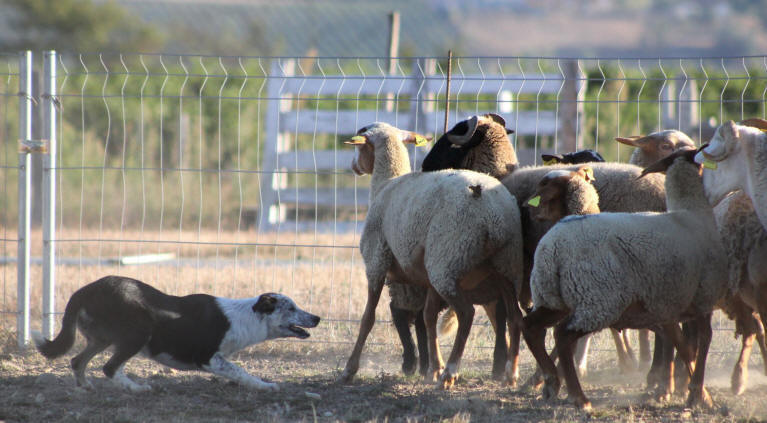 Border collie moutons.