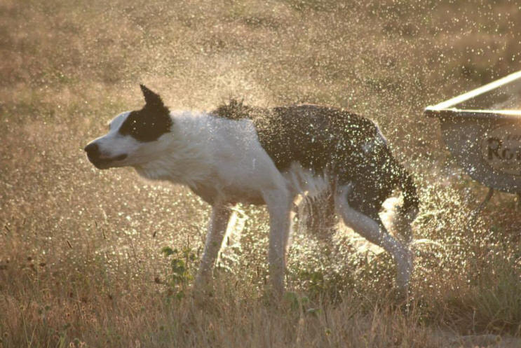 Origine du Border collie