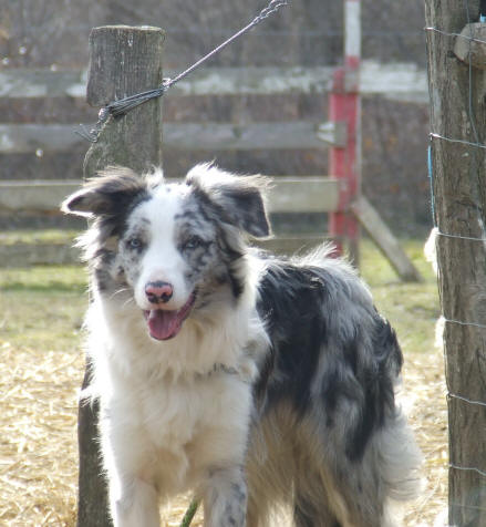  Border collie Bleu merle  vendre