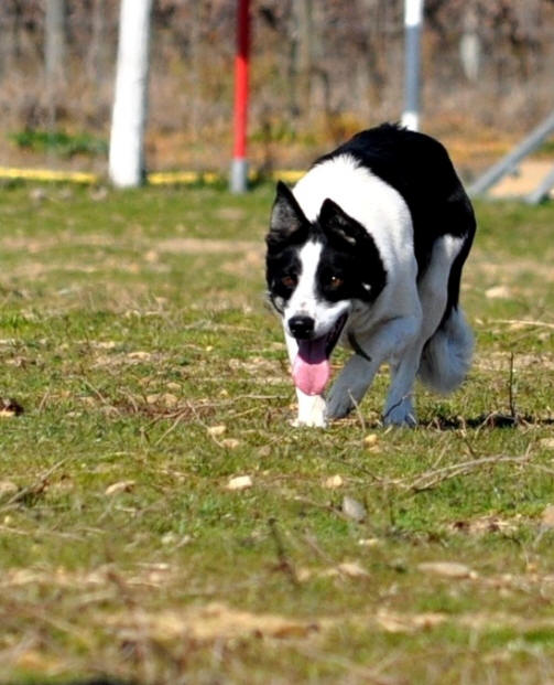 Image Border collie