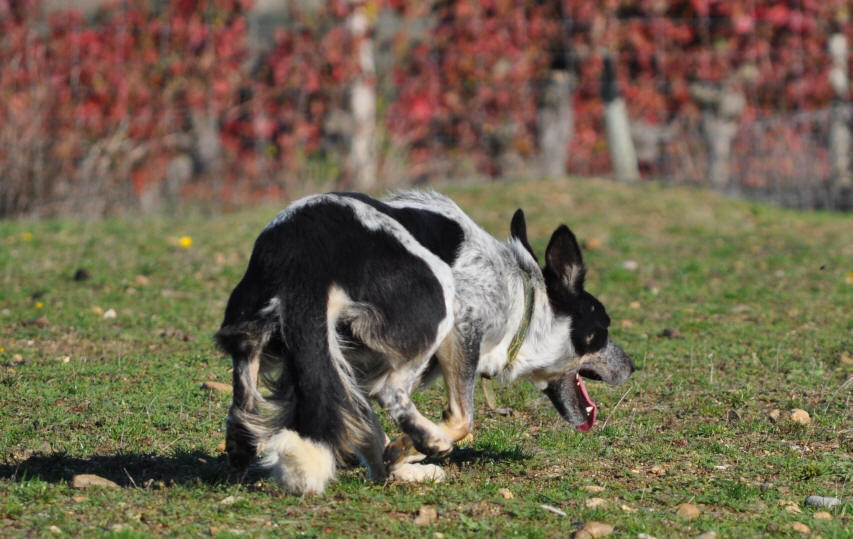 Border collie franais.