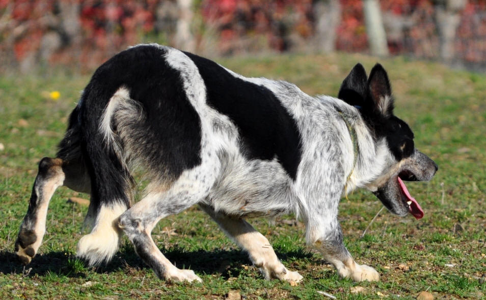 Vente de chiots border collie