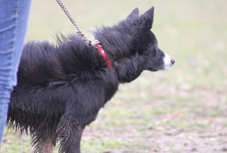 Le Border collie