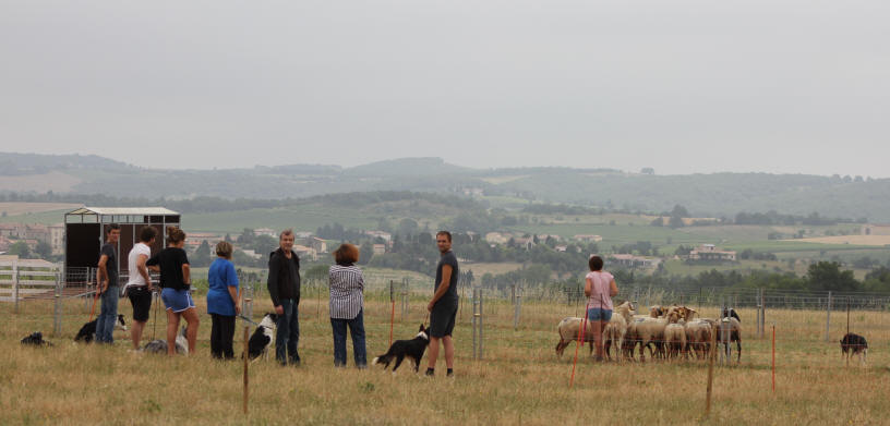 Dressage de chiens.