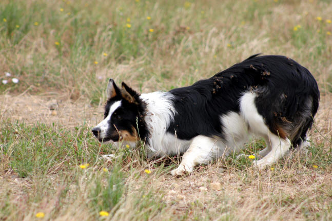 Border collie tricolore