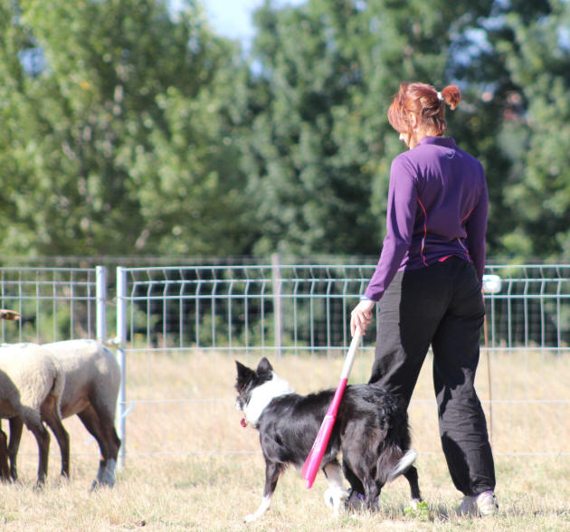 Border collie dressage