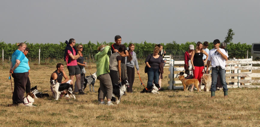 BORDER COLLIE AUDE