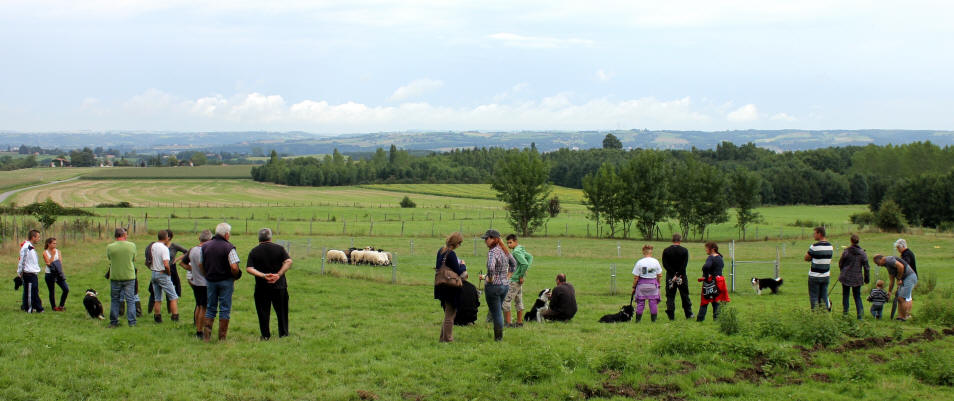 Stage de dressage de chiens en Isere