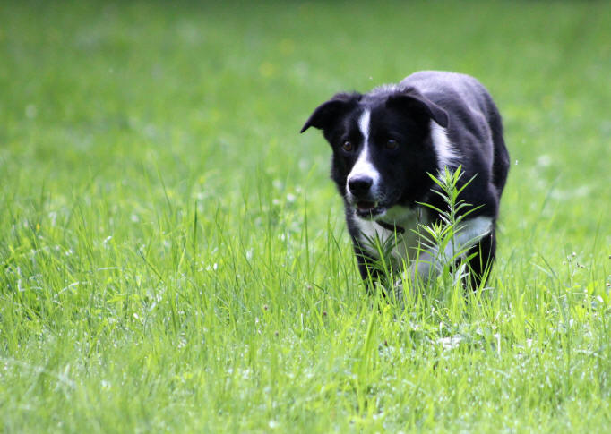 Image Border collie