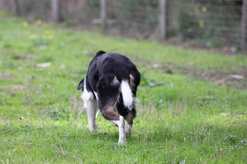 Chiots Border collie disponibles.