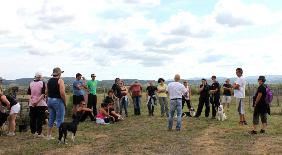 Stage de dressage de chiens de berger