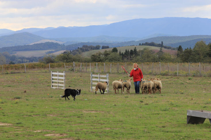 Border collie dressage dans l'Aude.