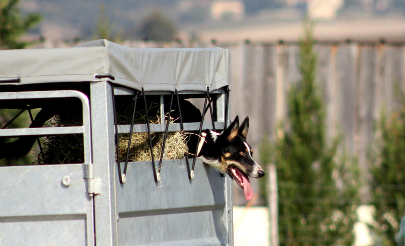 Border collie tricolore poil ras.