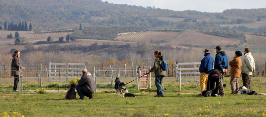 Dressage de chiens de berger dans l'Aude