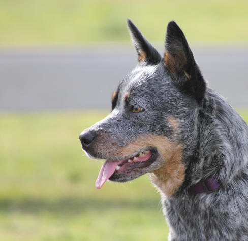 Dressage de chiens de berger