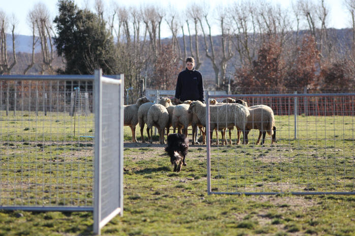 Dressage de chiens de berger