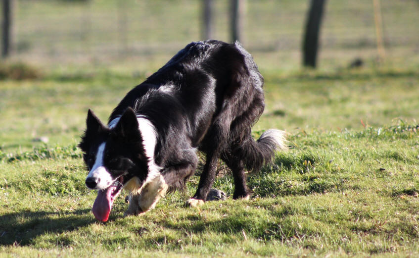 Border collie dress  vendre