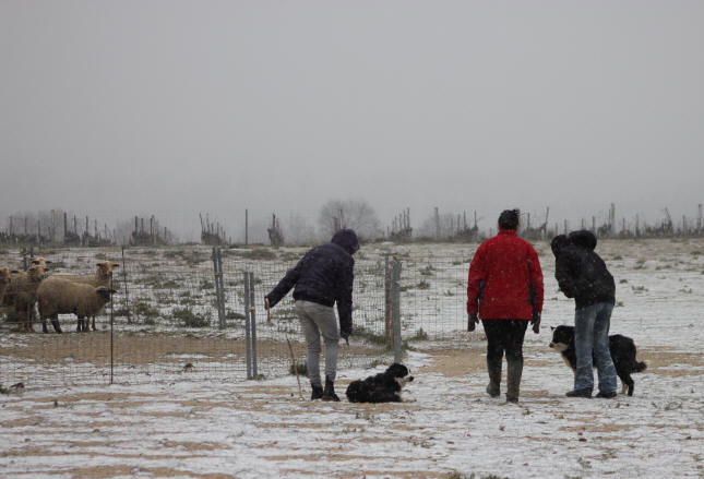 Stage de dressage de chiens de berger.