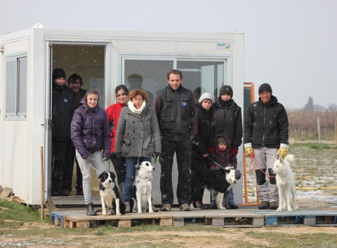 Border collie levage