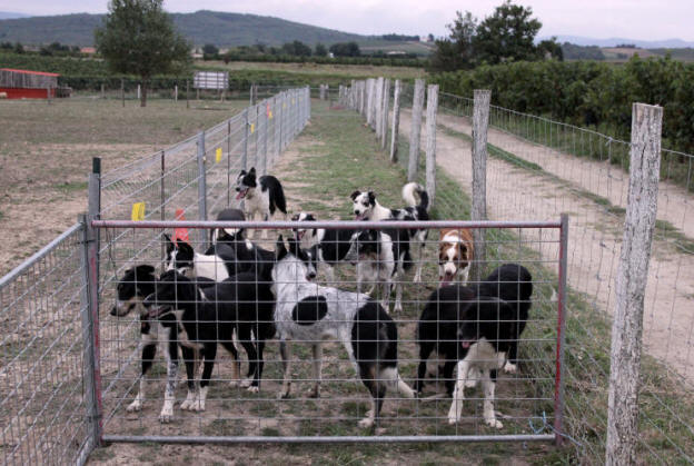 Elevage de border collie dans l'Aude.