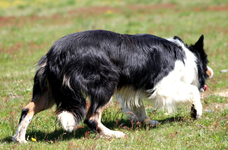 Stage de dressage de chiens de berger dans l'Aude.