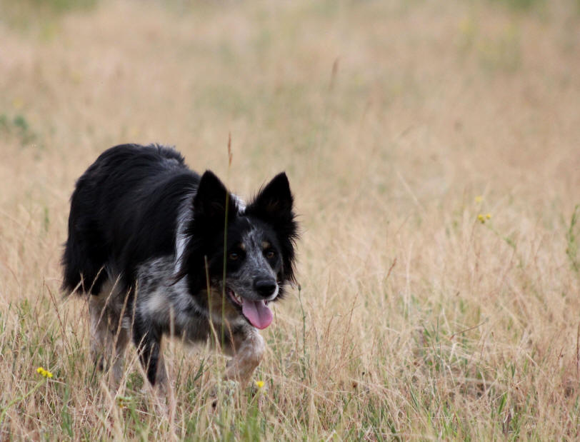 Belgique Border collie.