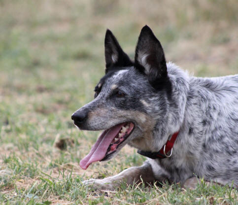 Chienne Border collie tricolore