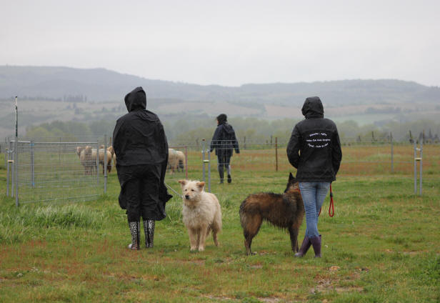 Stage de dressage de chiens de bergers dans l'Aude