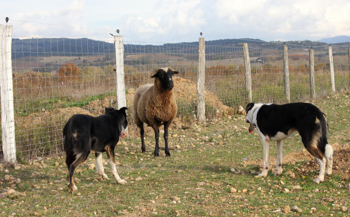 Image Border collie