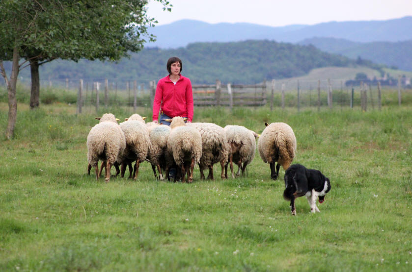 Dresser son Border collie