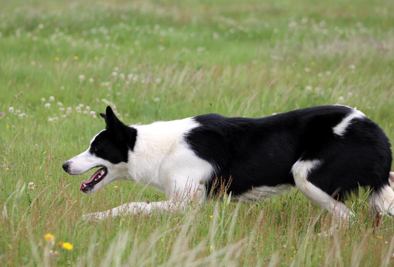 Border collie dress.