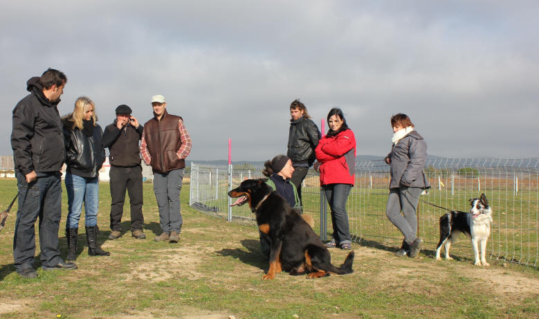 DRESSAGE DE BORDER COLLIE