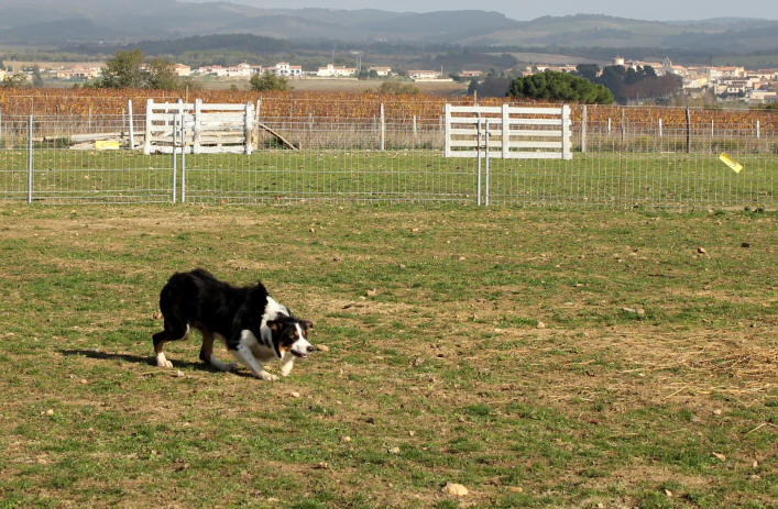 Image border collie